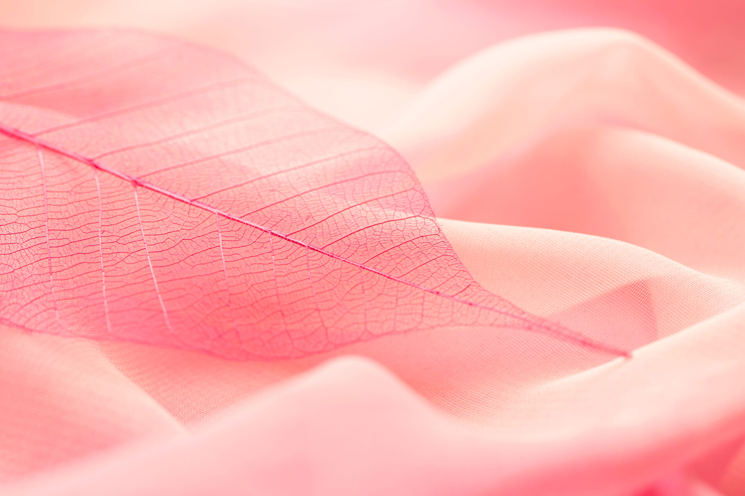 Eine Nahaufnahme eines rosa Blattes auf eine rosa Decke