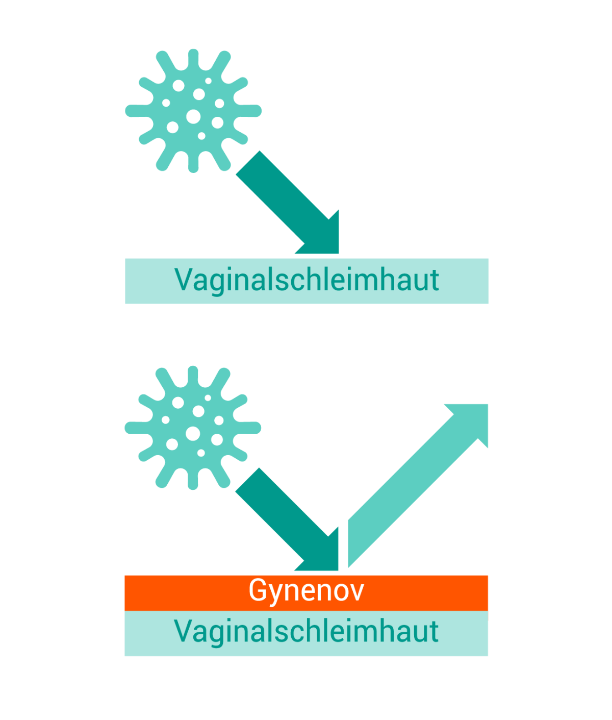 Gynenov Diagramm zur Barrierewirkung der Vaginalschleimhaut