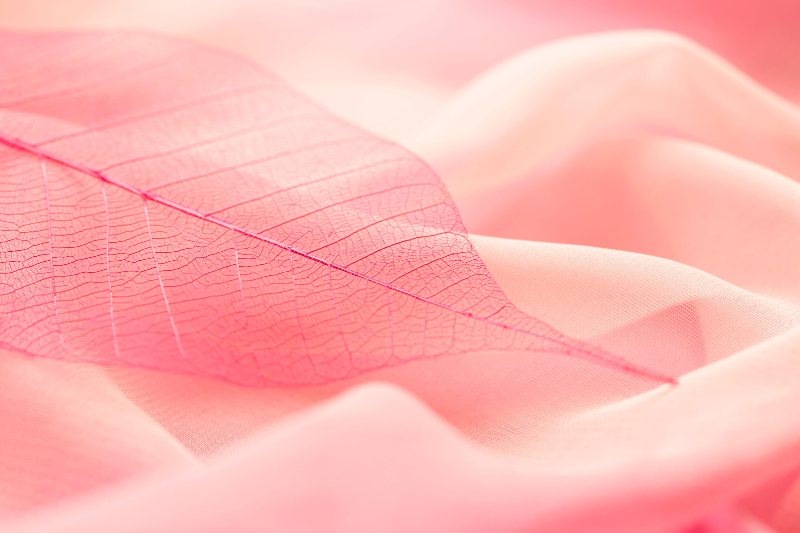 Un gros plan d'une feuille rose sur une couverture rose